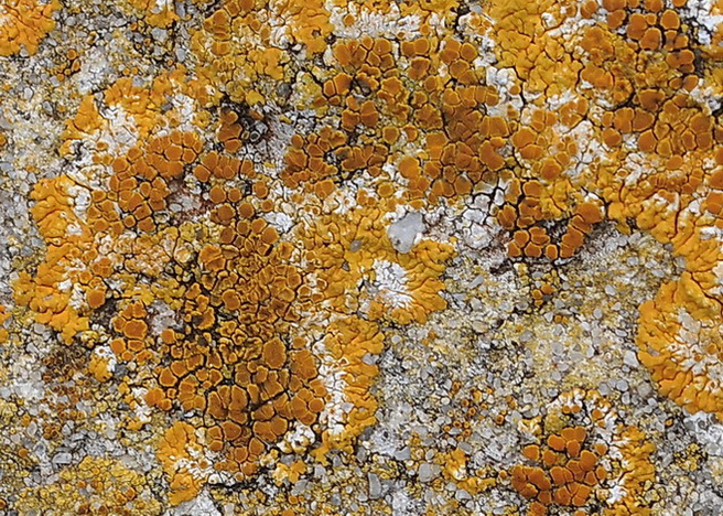 Caloplaca flavescens dell''Isola di Pianosa